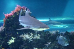 Killikus&reg; Fotographie